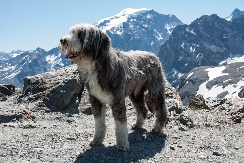 Bearded Collie cão