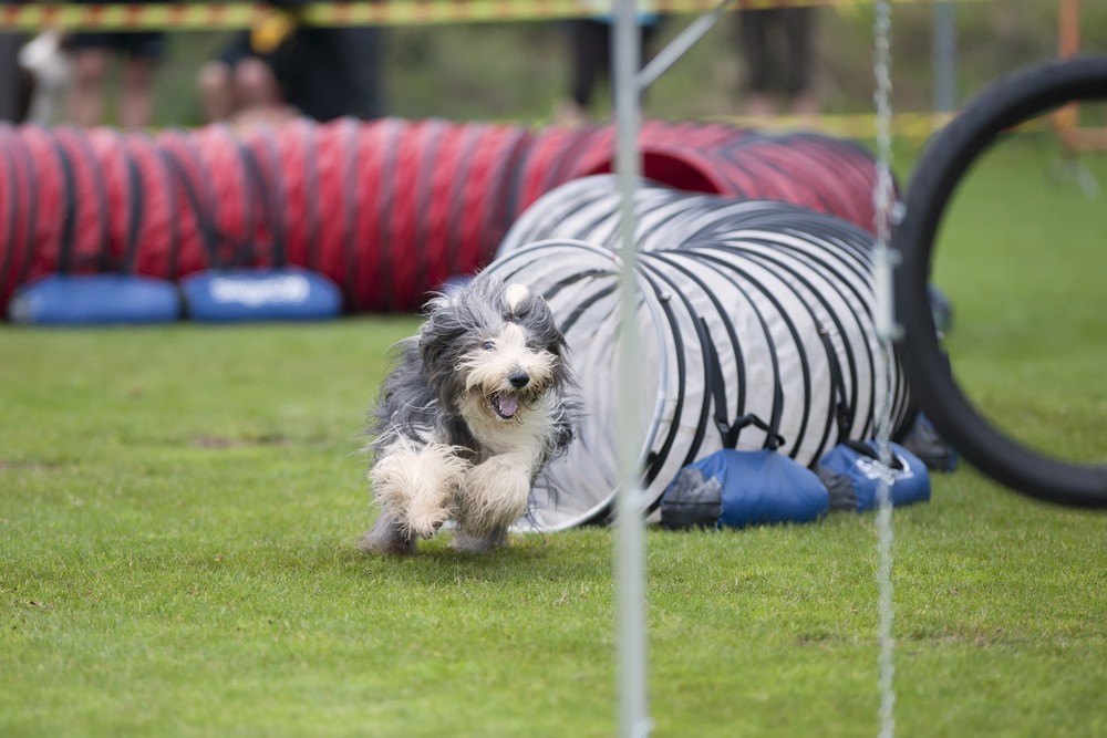 Bearded Collie cachorro