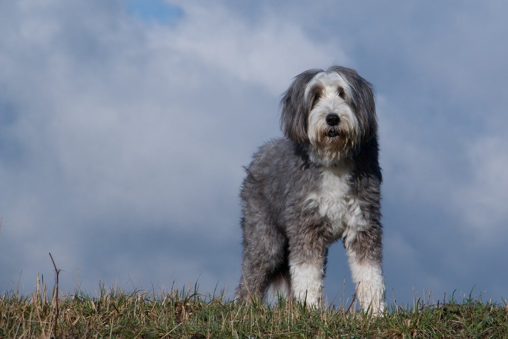 Bearded Collie