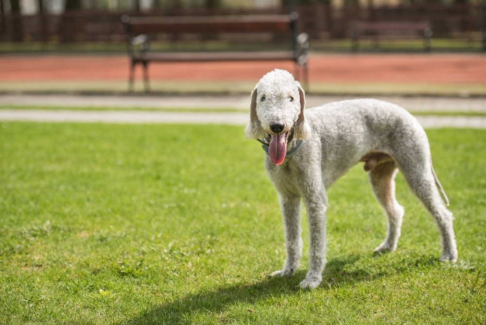 cachorro Bedlington terrier