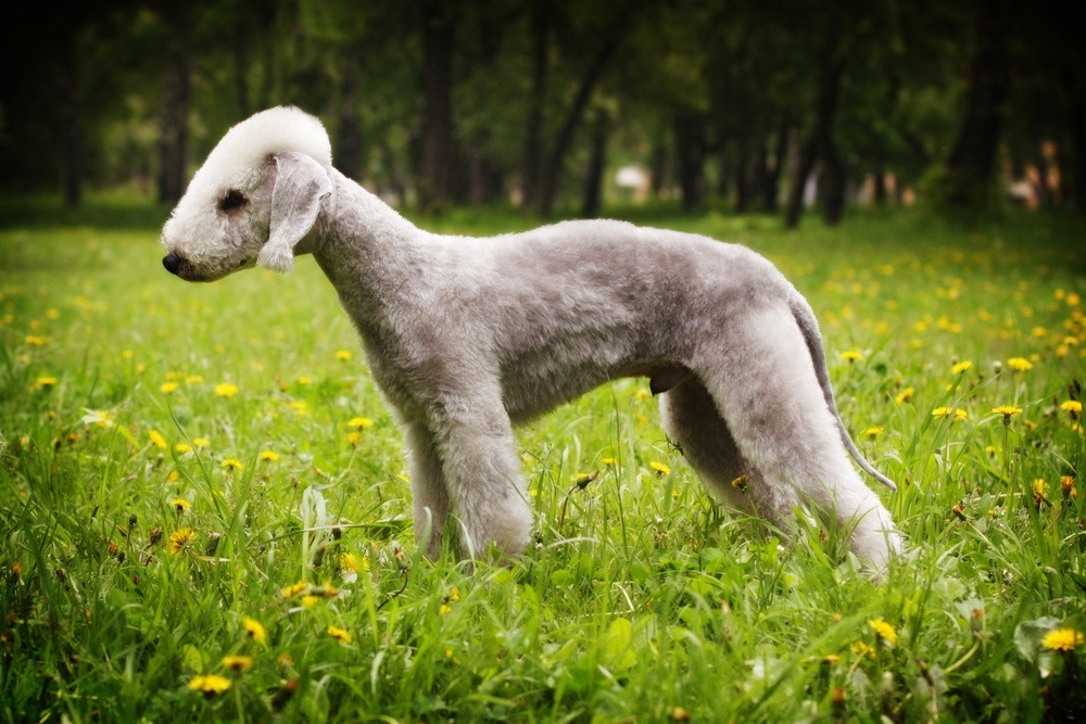 Bedlington terrier raça