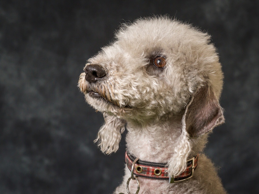 Bedlington terrier cão