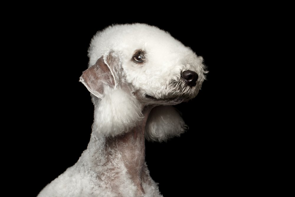 Bedlington terrier