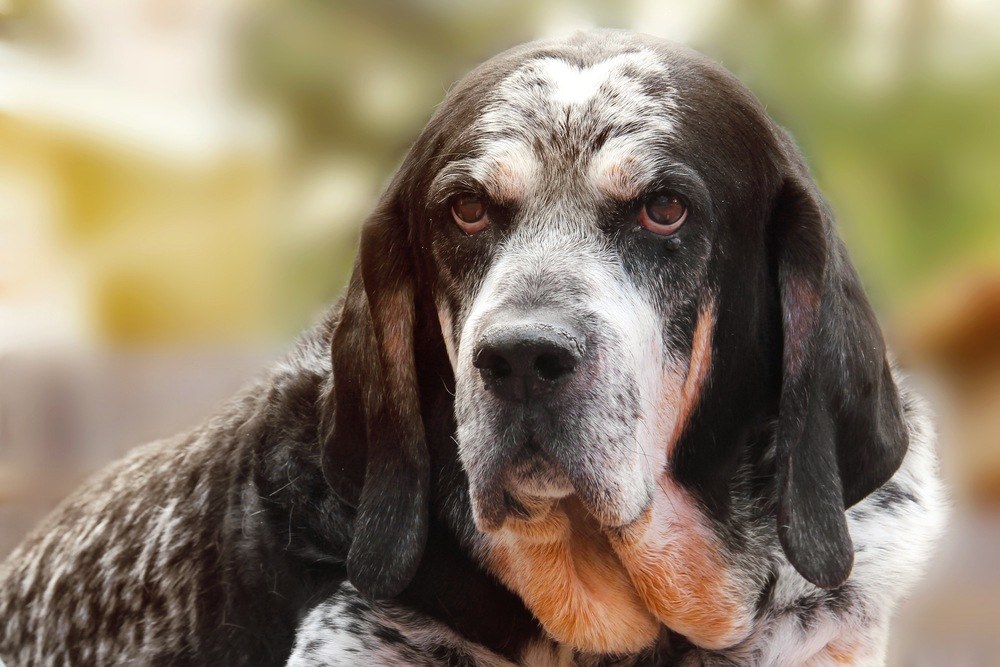 Bluetick Coonhound cão