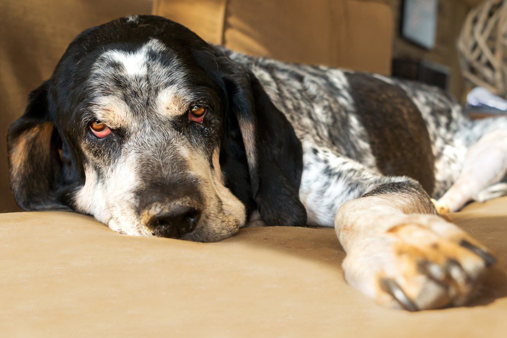 Bluetick Coonhound