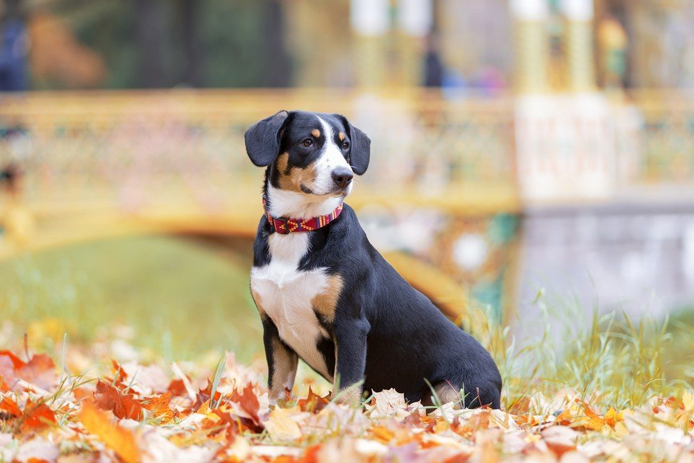 Boiadeiro de Entlebuch cachorro