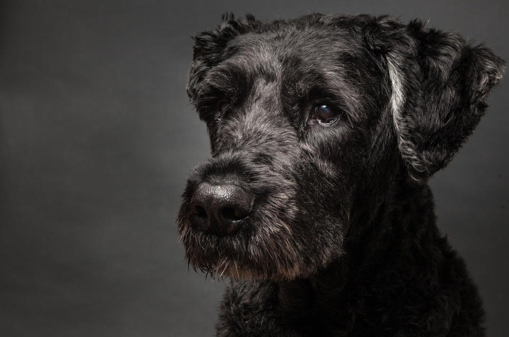 Boiadeiro da Flandres cachorro