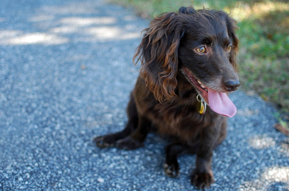 Boykin Spaniel cachorro