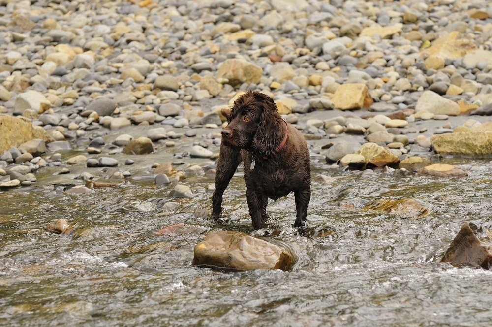 Boykin Spaniel cão