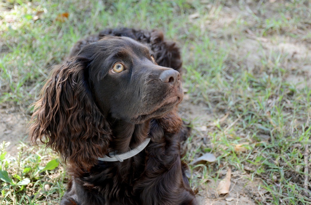 Boykin Spaniel