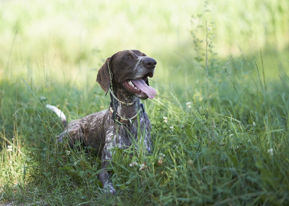 Braco alemão de pelo curto cão