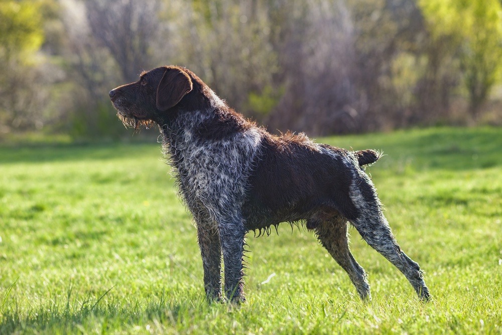 Braco alemão de pelo duro cão