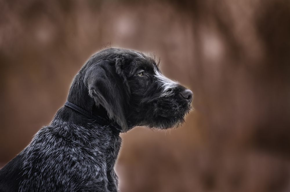 Braco alemão de pelo duro cachorro