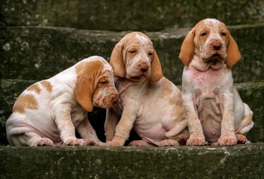 Braco italiano filhote