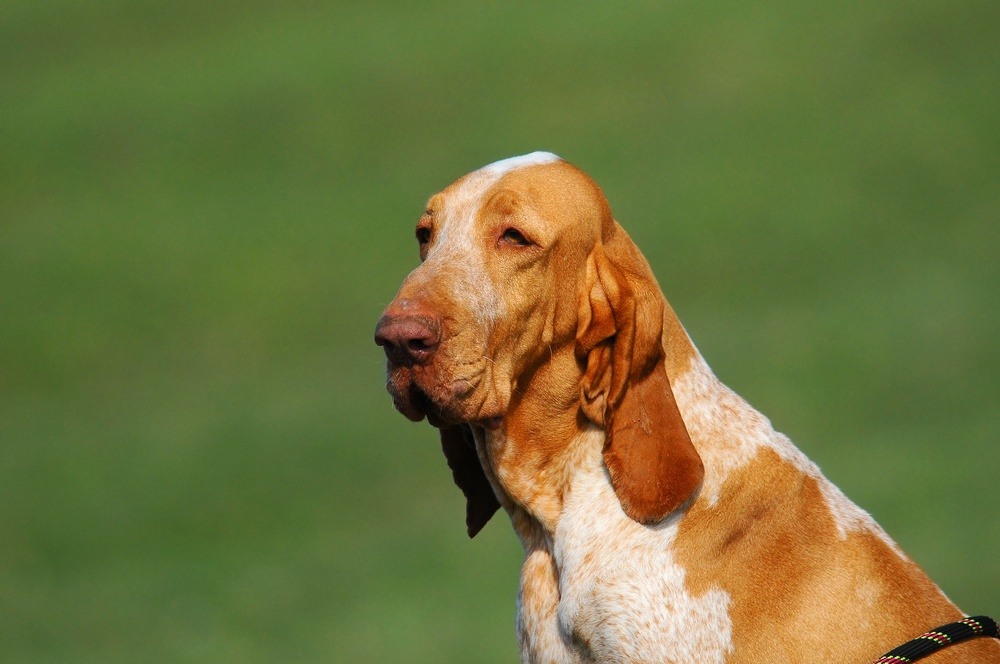 Braco italiano cão