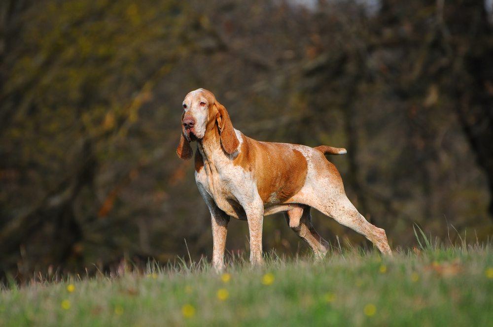 Braco italiano cachorro