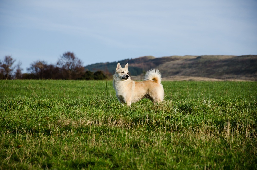 Buhund norueguês cachorro