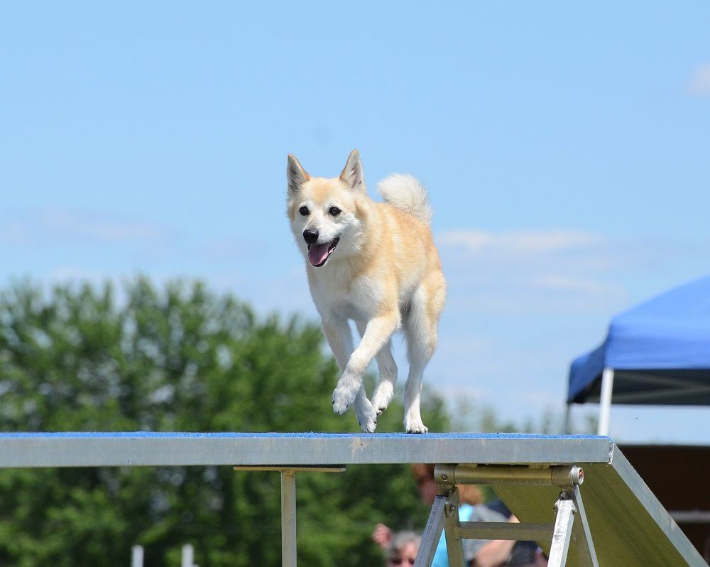 Buhund norueguês