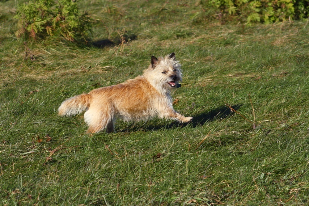 cairn terrier cão