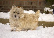 cairn terrier filhote