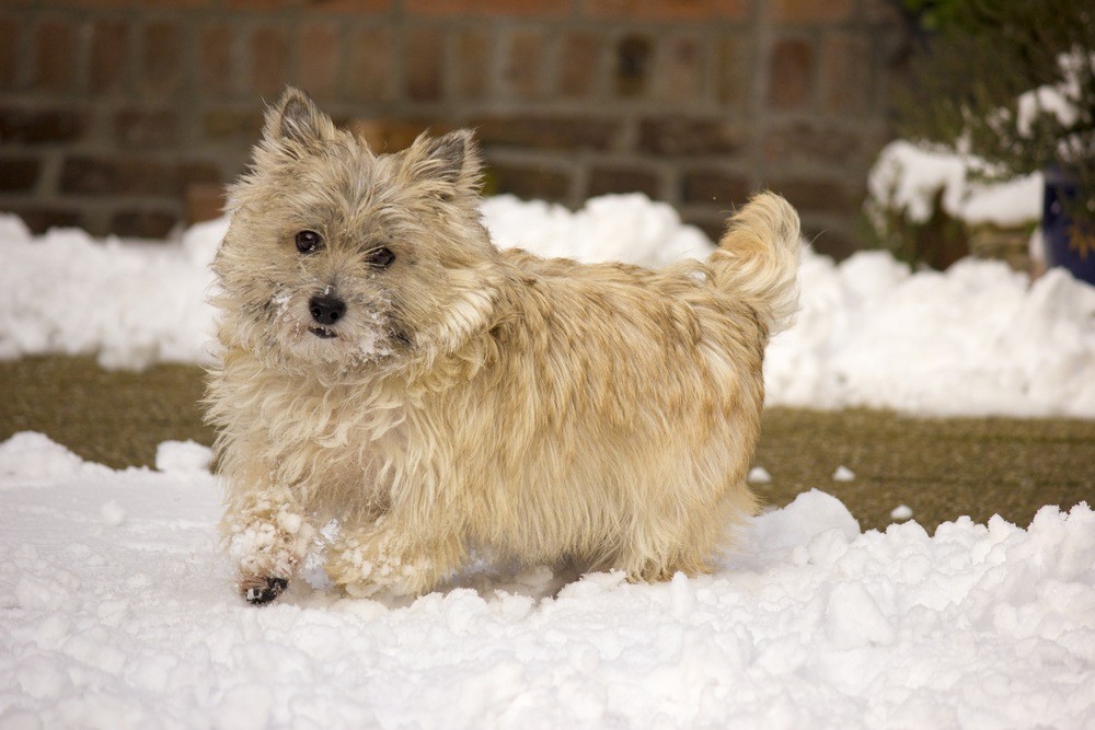 cairn terrier filhote