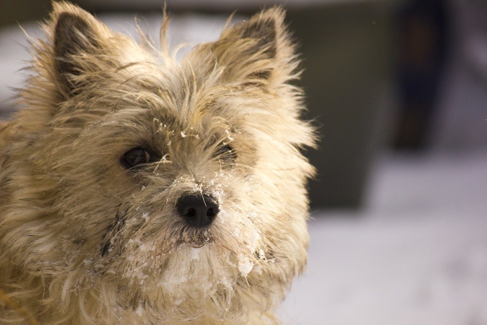 cairn terrier cachorro