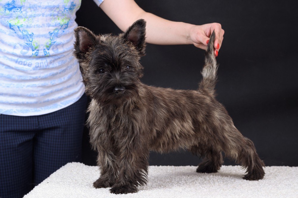 cairn terrier