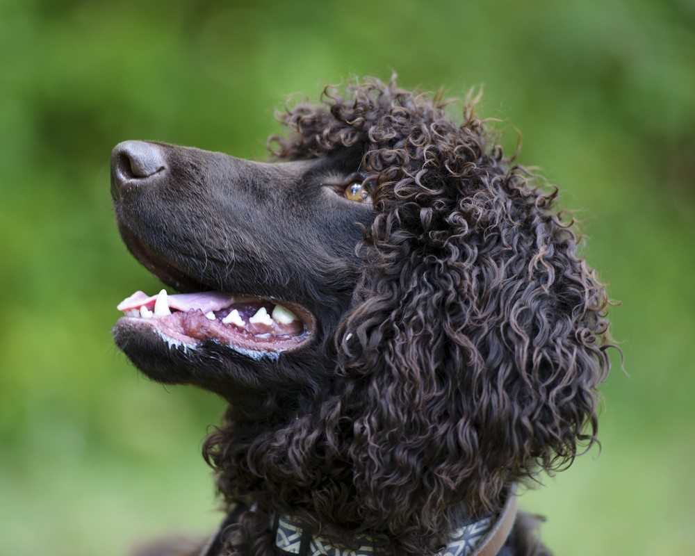 Cão d'água irlanês raça