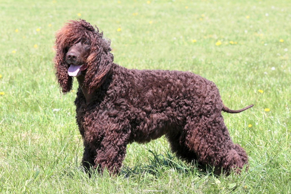 Cão d'água irlanês