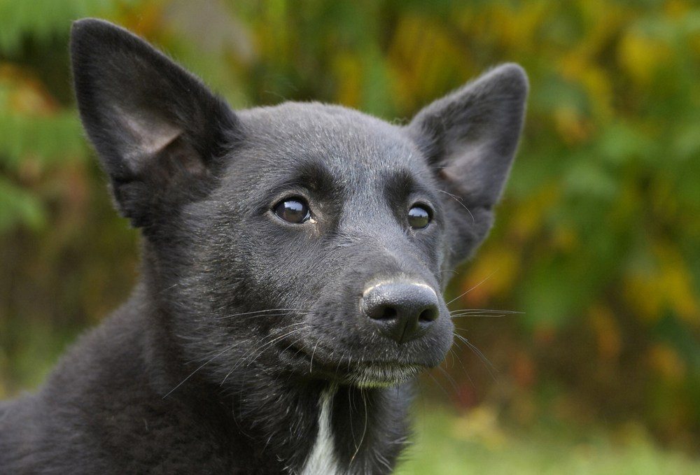 Cão de Canaã raça