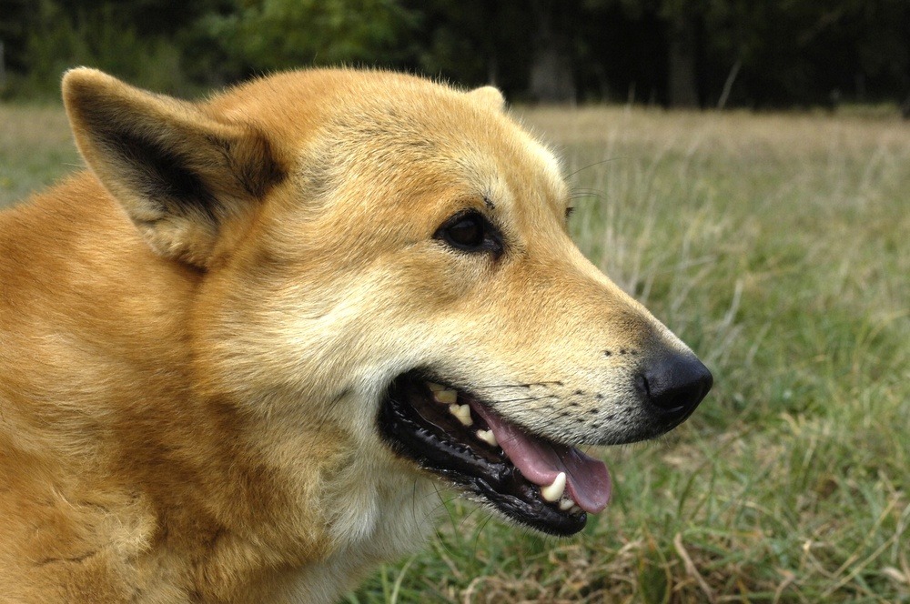 Cão de Canaã cachorro