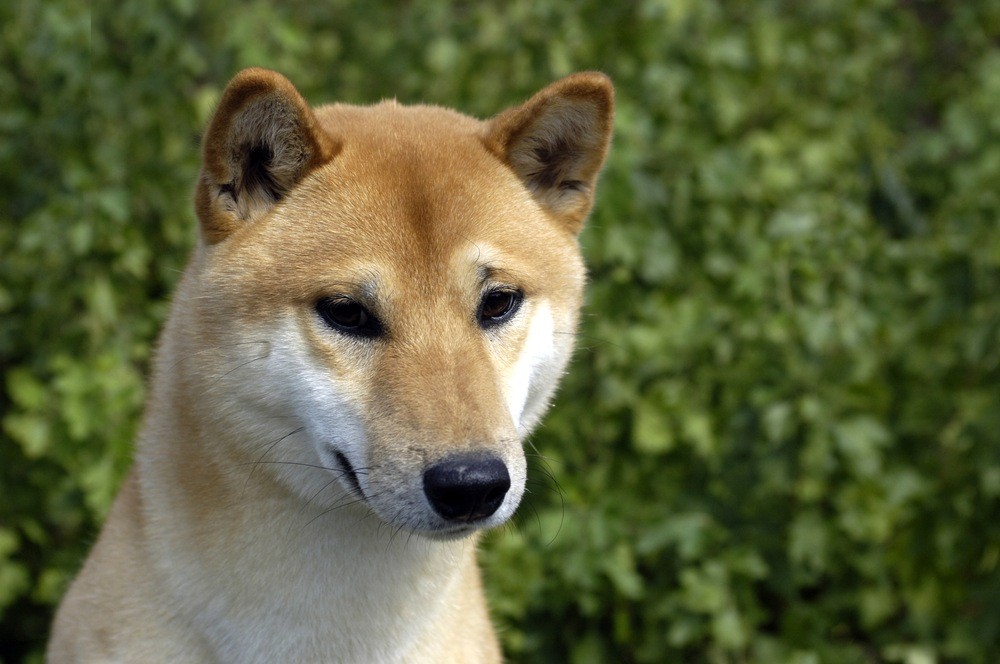 Cão de Canaã cão