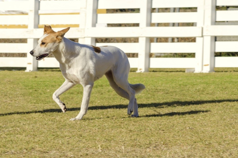 Cão de Canaã