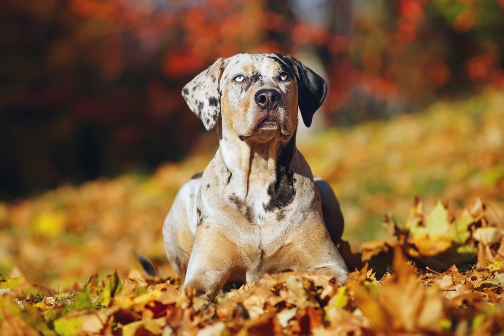 Catahoula Cur raça