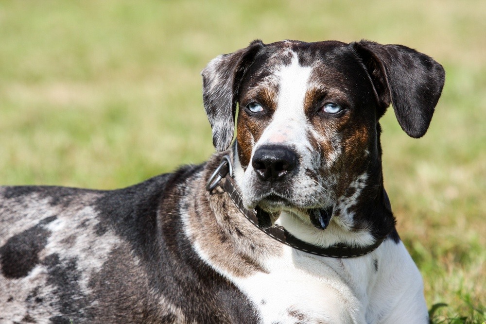 Catahoula Cur cão