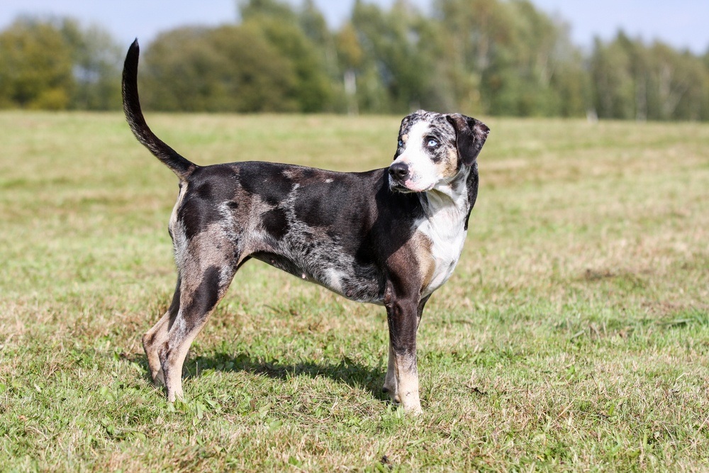 Catahoula Cur cachorro