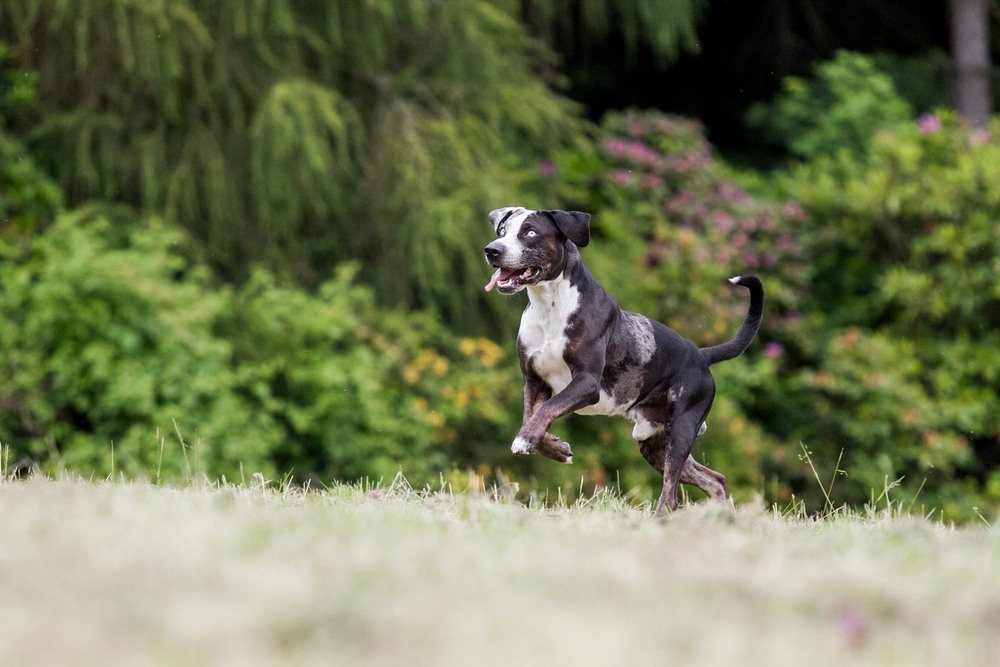 Catahoula Cur