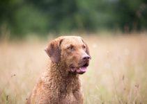 chesapeake bay retriever raça