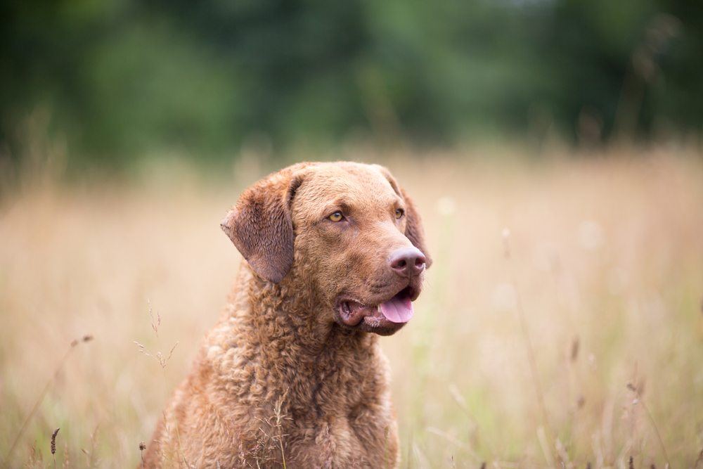 chesapeake bay retriever raça