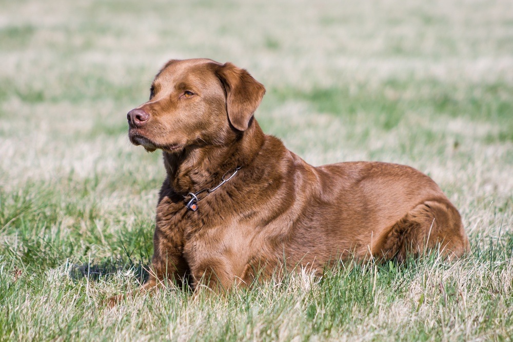 chesapeake bay retriever cachorro