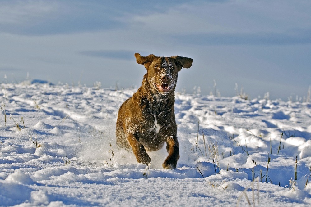 chesapeake bay retriever cão