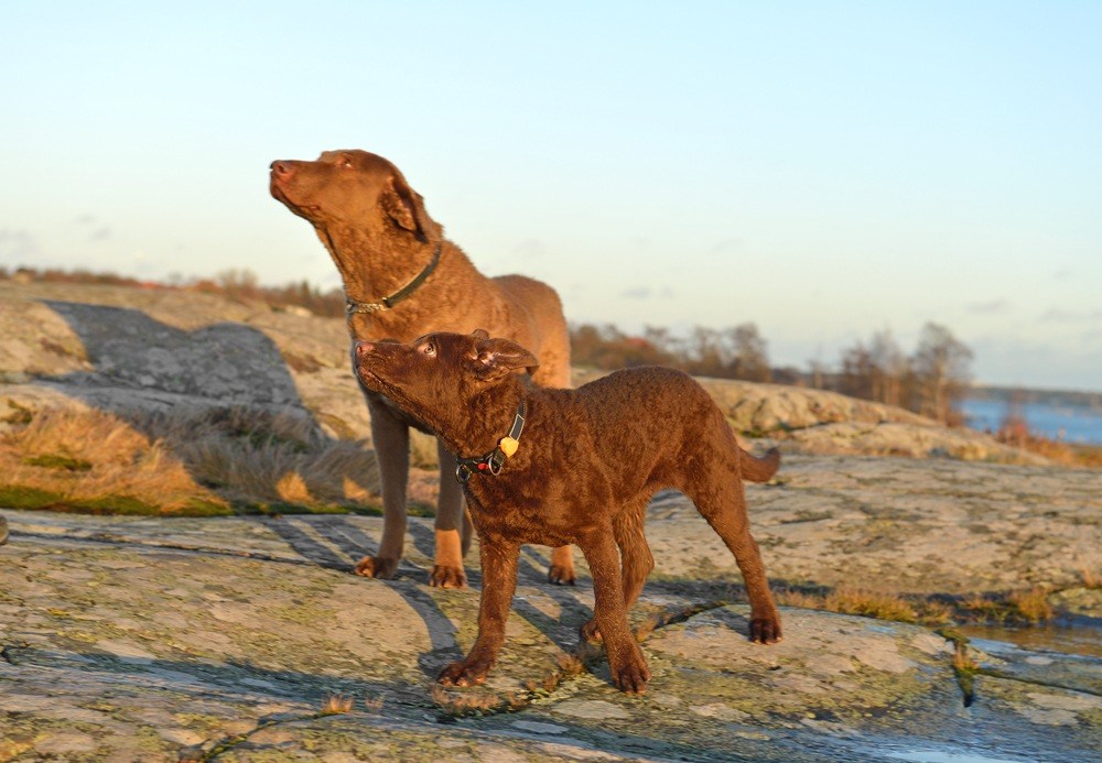 chesapeake bay retriever