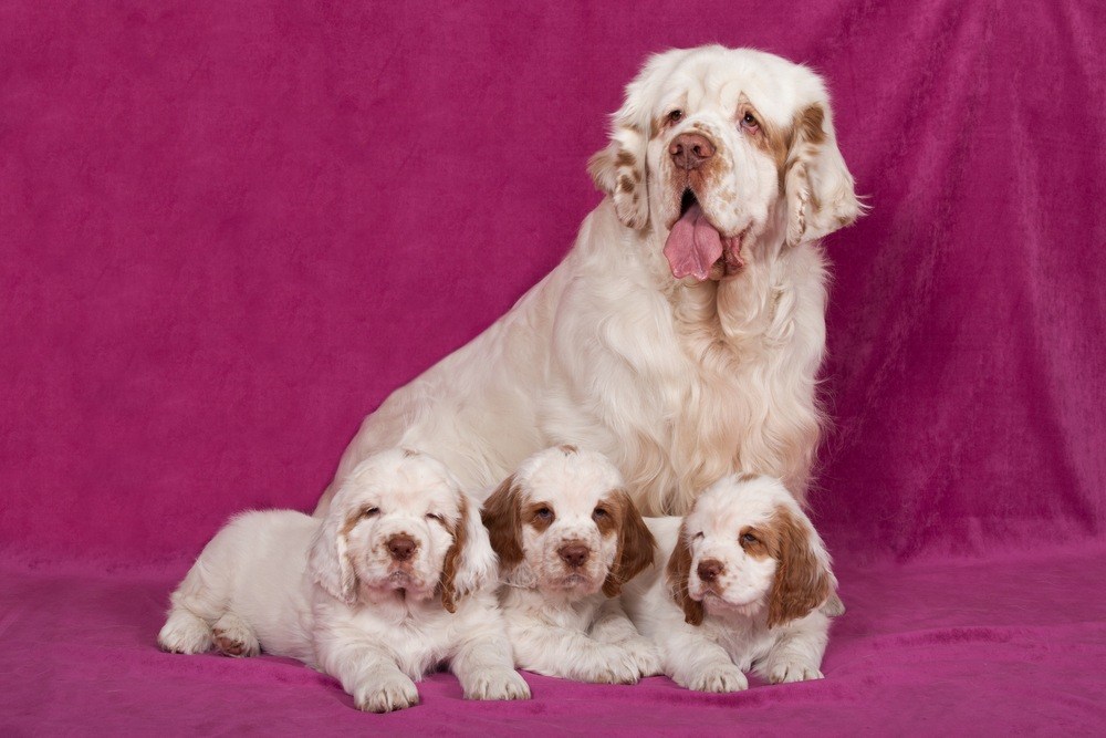 clumber spaniel cachorro