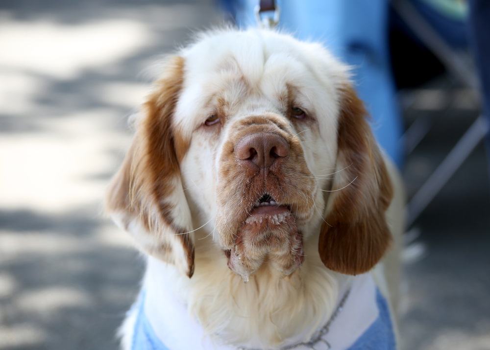 clumber spaniel cão