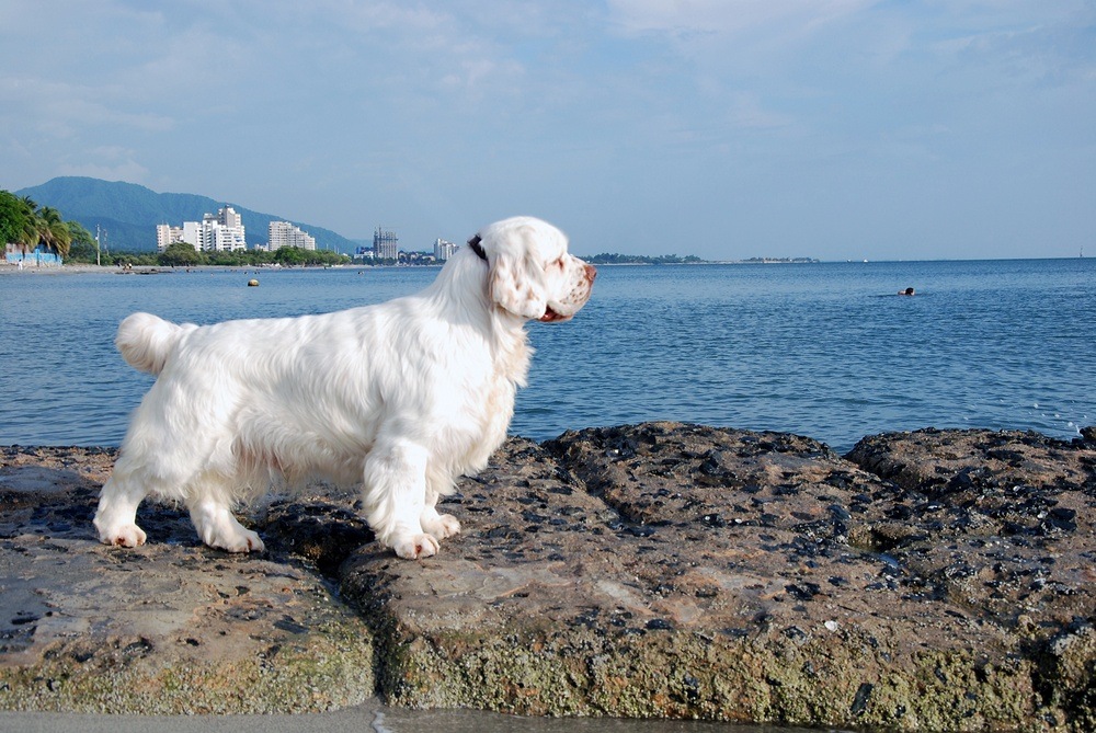 clumber spaniel