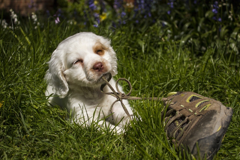 clumber spaniel filhote