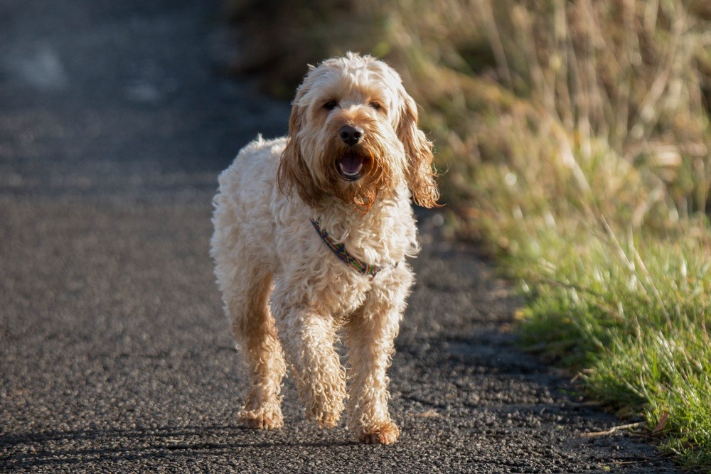 cockapoo raça