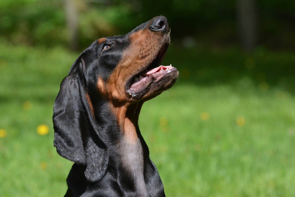 Coonhound Preto e Castanho cão