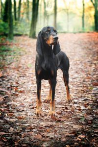 Coonhound Preto e Castanho cachorro