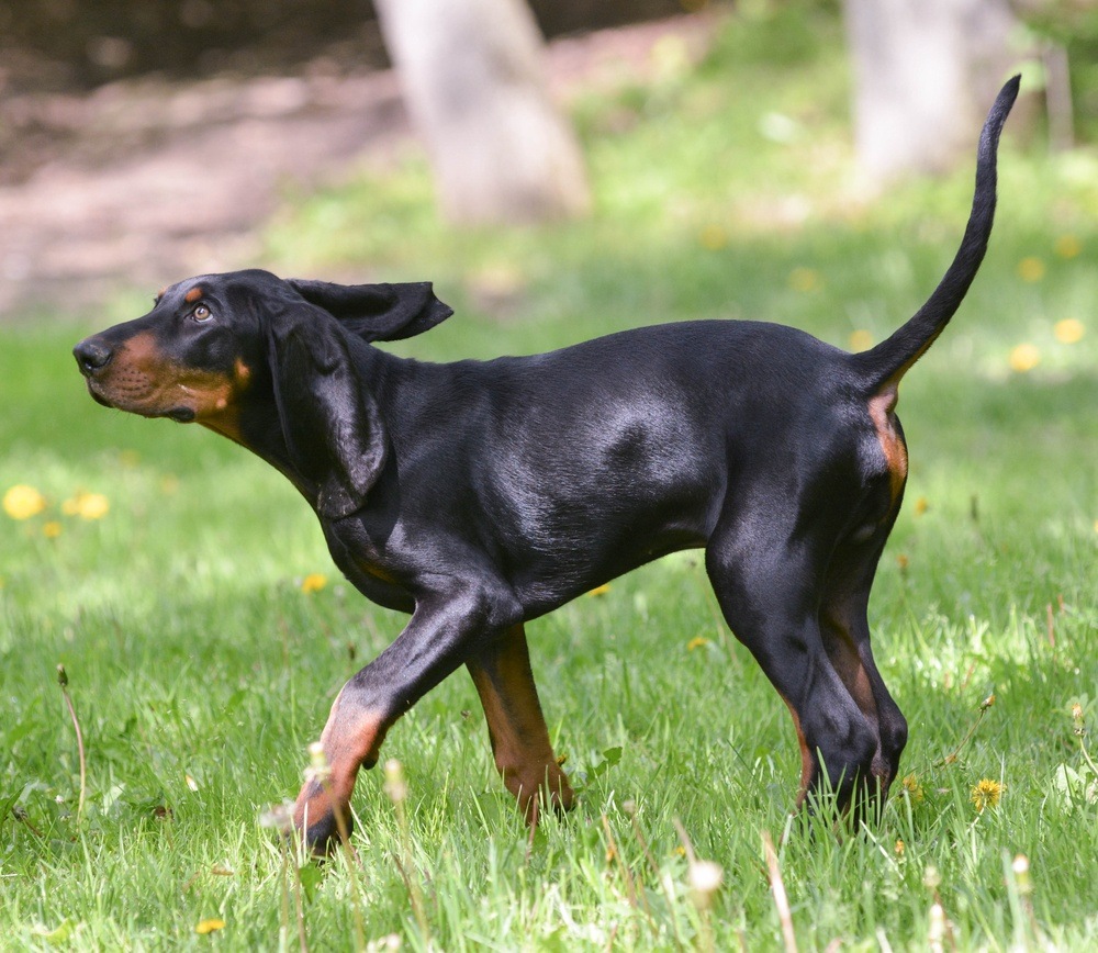 Coonhound Preto e Castanho